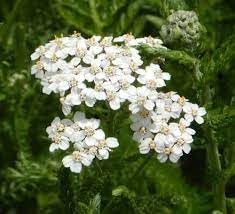 Achillea Millefolium Flower Seeds Heirloom Non GMO Planting - 100 for planting in home garden